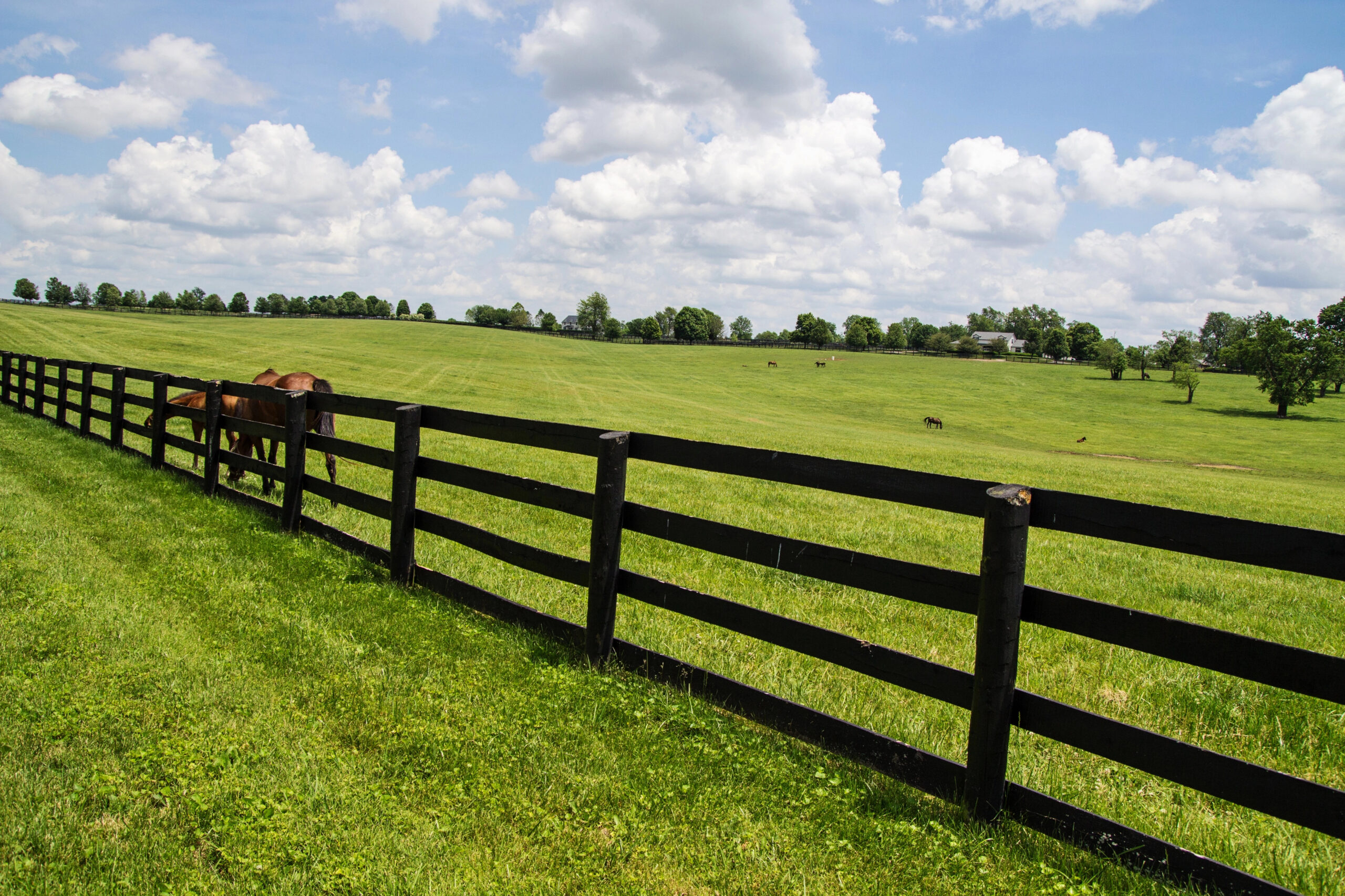 56 Is the Grass Blue in the Bluegrass Region of Kentucky?